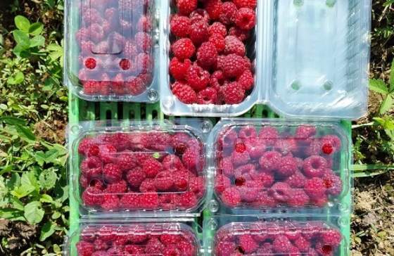 Gazdinstvo Domanović 