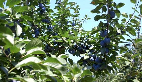 Gazdinstvo Timotijević