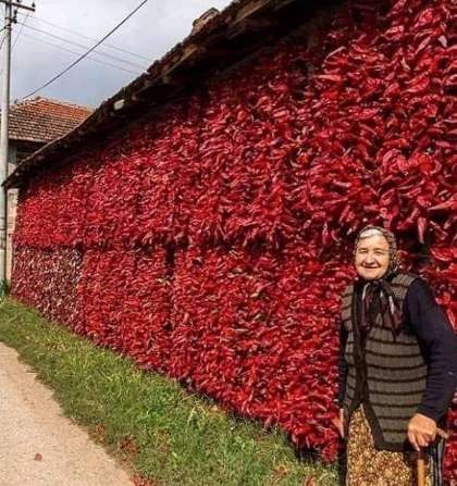 PG Milojković Dušan