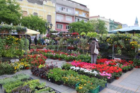 "ФЕСТИВАЛ ЦВЕЋА"