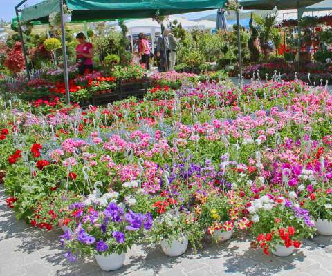 САЈАМ ХОРТИКУЛТУРЕ