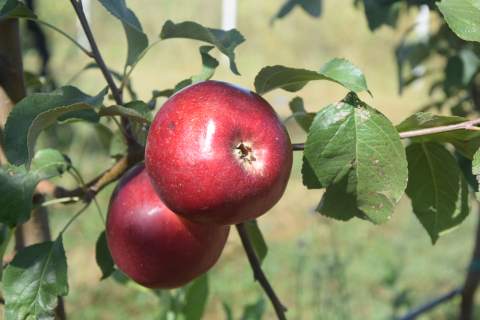 Jabuka iz organske proizvodnje - crvene sorte